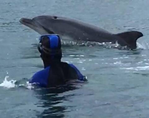 VIDEO. Ce grand dauphin est la nouvelle coqueluche du port de Cavalaire -  Var-Matin