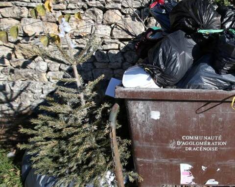 Noël passé, voici comment jeter proprement son sapin en Dracénie - Var-Matin