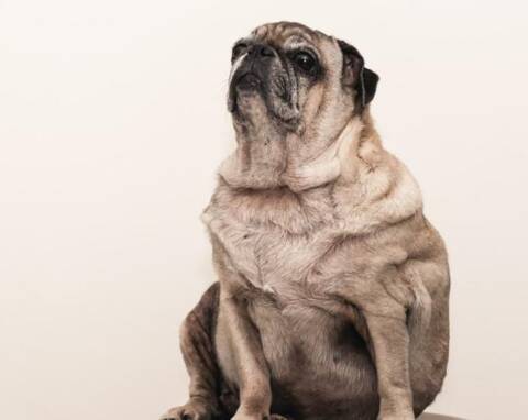 Comment Gerer Le Diabete Du Chat Et Du Chien Nos Veterinaires Vous Expliquent Tout Nice Matin Comment Gerer Le Diabete Du Chat Et Du Chien Nos Veterinaires Vous Expliquent Tout Nice Matin