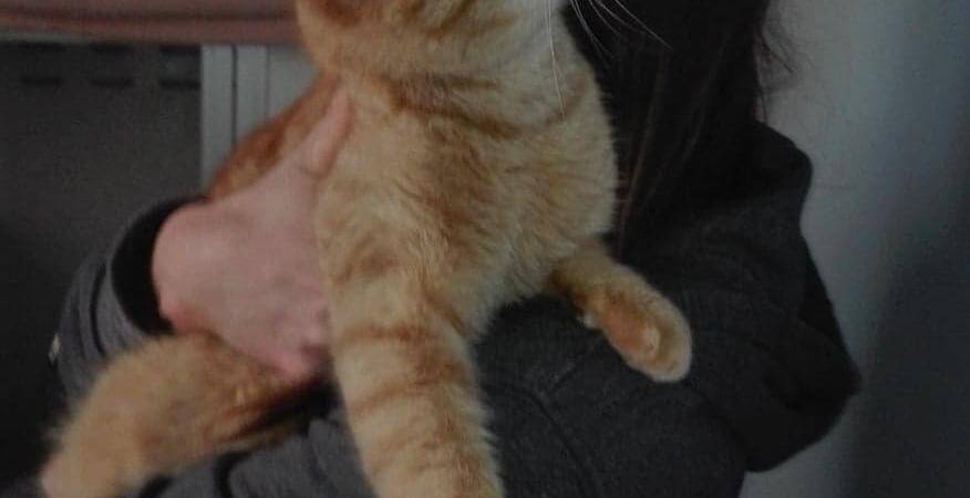 Plusieurs Cas De Chats Maltraites Ou Morts Au Broc Nice Matin