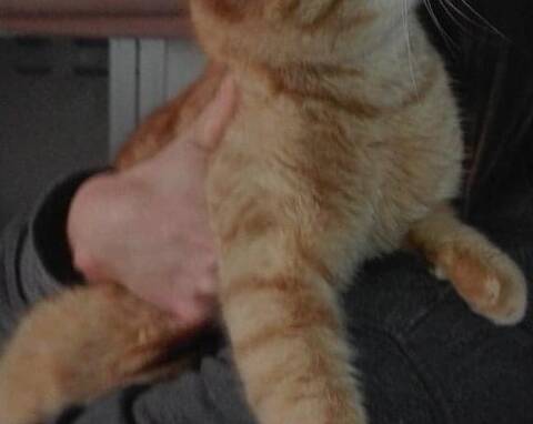 Plusieurs Cas De Chats Maltraites Ou Morts Au Broc Nice Matin Plusieurs Cas De Chats Maltraites Ou Morts Au Broc Nice Matin