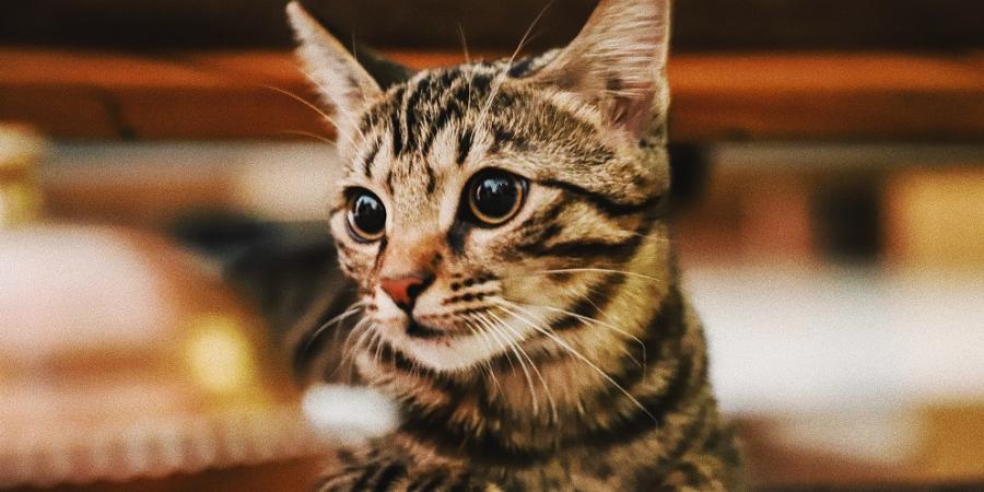 Les chats et le stress – tout ce qu'il faut savoir - Omlet Blog France