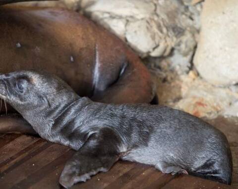 Photos Un Bebe Otarie Est Ne A Marineland Et Il Est Vraiment Trop Mignon Nice Matin Photos Un Bebe Otarie Est Ne A Marineland Et Il Est Vraiment Trop Mignon Nice Matin