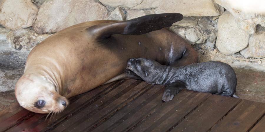 Antibes Un Bebe Otarie Est Ne A Marineland Nice Matin