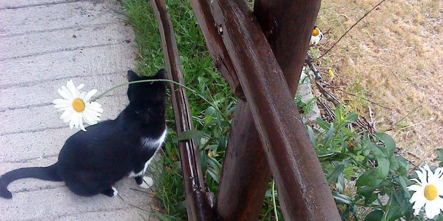 Un Chat Ampute D Une Patte Apres Avoir Ete Blesse Par Balle Une Plainte Deposee Nice Matin