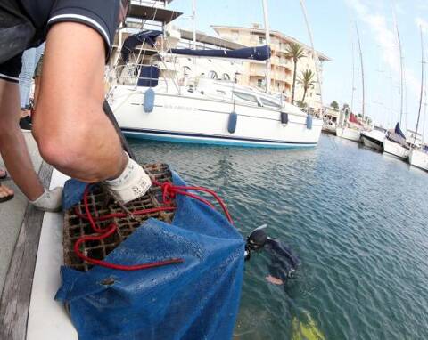 Des abris artificiels pour protéger les poissons dans les ports