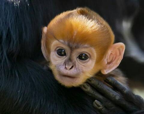 Un singe appartenant à l'une des espèces les plus rares au monde naît dans  un zoo de Sydney - Monaco-Matin