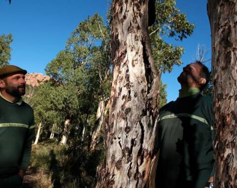 400 arbres abattus dans la forêt de l'Esterel Les eucalyptus