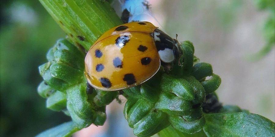 La l gende de la coccinelle b te Bon Dieu Petit d jeuner