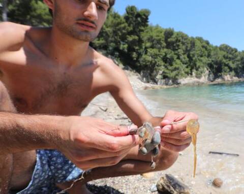 La méduse oeuf au plat prolifère en Méditerranée, peut-elle devenir la  terreur des plages l