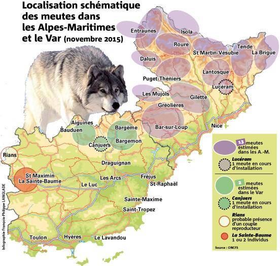 Pourquoi le loup estil si problématique dans les AlpesMaritimes et le