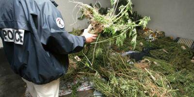 Importante saisie d'herbe de cannabis à Trans-en-Provence, deux hommes et une femme placés en garde à vue