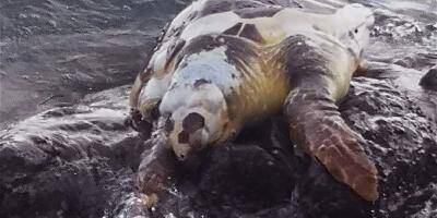 Une tortue morte s'échoue à Beaulieu