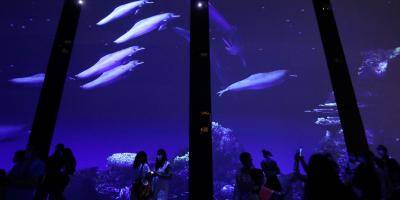 Le Top 5 des activités du Musée océanographique de Monaco