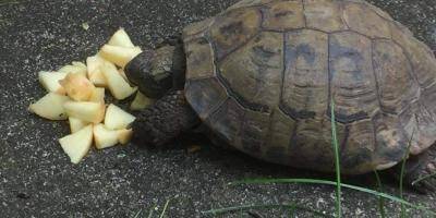 Sa famille la recherche désespérément... Mais où est passée la tortue Caroline?