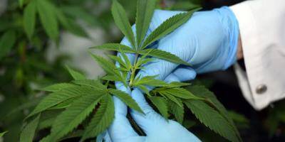 Cannabis médical: les députés veulent expérimenter 