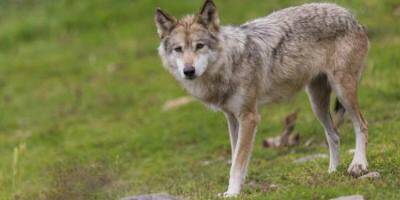 Des loups à l'origine de l'attaque d'un troupeau de brebis dans une ferme du haut Var