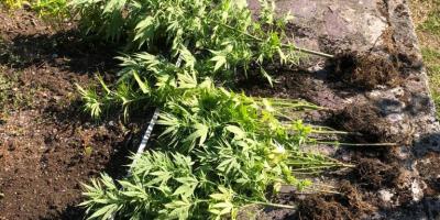 Trois kilos de cannabis saisis chez un particulier à Saorge