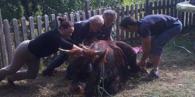 Des habitants sauvent une vache en train de mettre bas à La Bollène-Vésubie