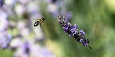 Les députés votent la disposition clé sur le retour des insecticides tueurs d'abeilles