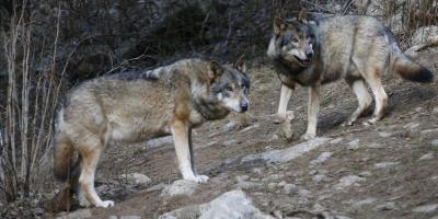 Recherches engagées dans le Mercantour pour sept loups échappés du parc Alpha, partiellement détruit par la tempête Alex