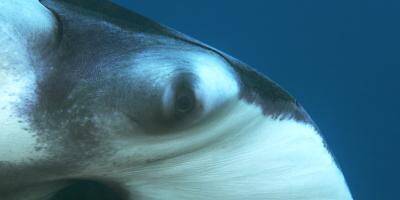 À la rencontre de la raie Manta, majesté de l'Océan