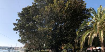 Un Ficus de Menton au concours de l'arbre de l'année