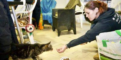 Voici la nouvelle association aux manettes du refuge pour chats à Grasse