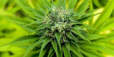 Des plants de cannabis découverts dans... les jardins de la Collectivité de Corse