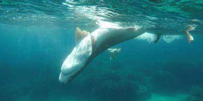 PHOTOS. En pleine baignade sur une plage varoise, ils découvrent un requin d'au moins 2,50 mètres, mort
