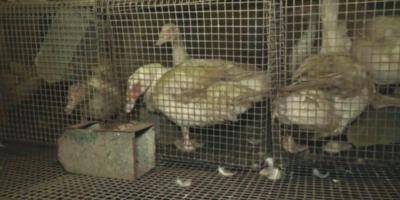 L'Etat ordonne la fermeture du bâtiment d'élevage insalubre d'élevage de canards mis en cause par L214