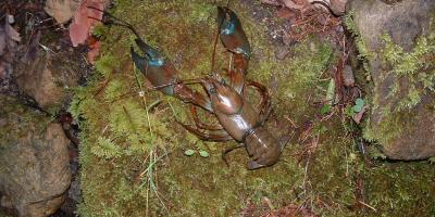 Elle menace la biodiversité de nos lacs: connaissez-vous l'écrevisse d'Amérique?