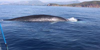 VIDEO & PHOTOS. En pleine partie de pêche, ils rencontrent une baleine au large du Pradet