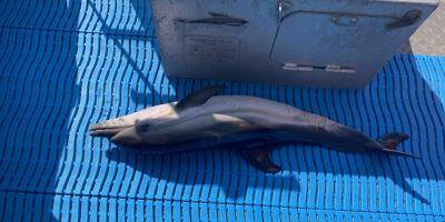 Un dauphin retrouvé mort au large du Negresco à Nice