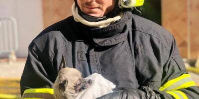 Un chat et un chien intoxiqués lors de l'incendie d'appartement