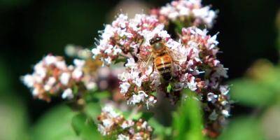 Des traces d'insecticides 