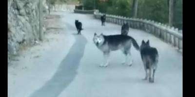 VIDEO. En voiture, ils croisent une meute de loups à Saint-Martin-Vésubie