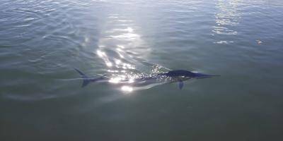 VIDEO & PHOTOS. Un marlin observé dans les eaux de la rade à Toulon