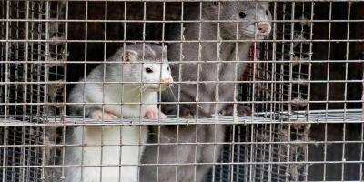 Six pays rapportent des cas d'une mutation inquiétante de Covid-19 chez des visons