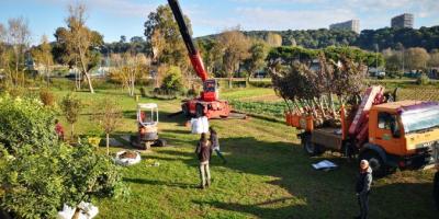 Villeneuve-Loubet plante un verger municipal pour ses cantines scolaires