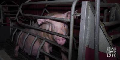 VIDEO. L214 porte plainte contre un élevage de cochons qui fournit Herta