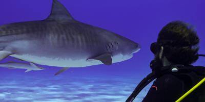 VIDEO ET PHOTOS. Elle plonge avec les requins réputés les plus dangereux du monde pour changer leur image