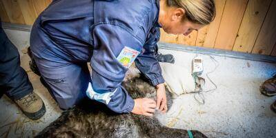 Deux louves canadiennes du parc Alpha capturées 35 jours après la tempête Alex