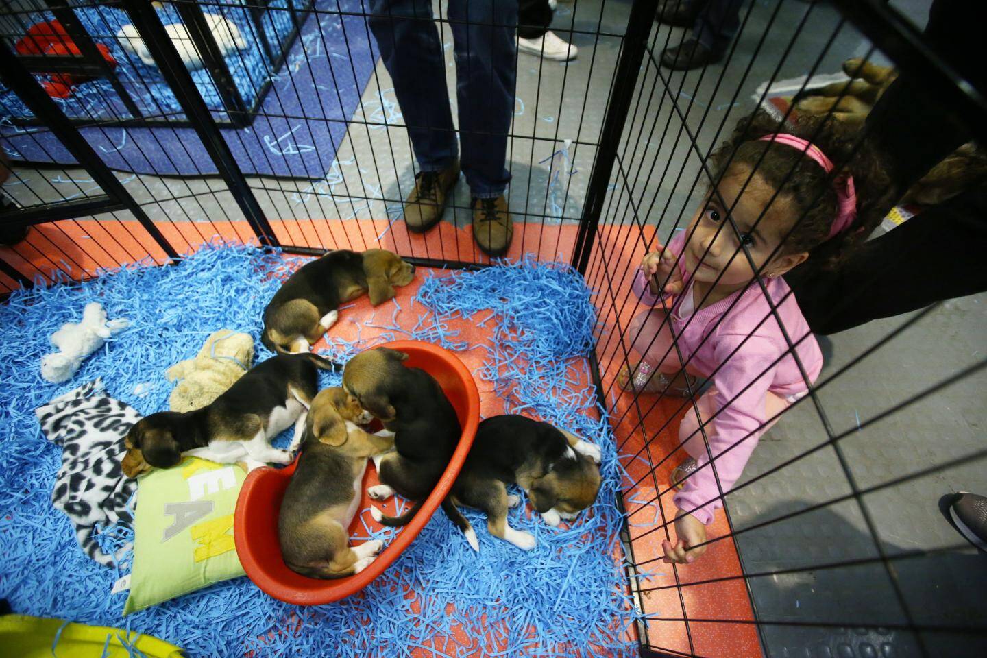 PHOTOS. Le salon des animaux de compagnie fait son nid à Nice ce weekend VarMatin