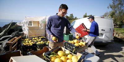 L'agrumiculteur Adrien Gannac récompensé pour son projet pédagogique autour du Citron de Menton