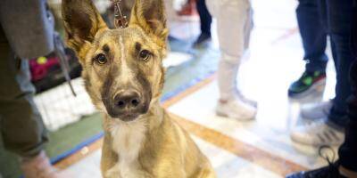 Succès surprise pour le premier Salon de l'adoption et de la nature à Saint-Raphaël