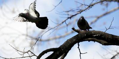 Pourquoi la commune de Saint-Jeannet a décidé de faire s'envoler des pigeons?