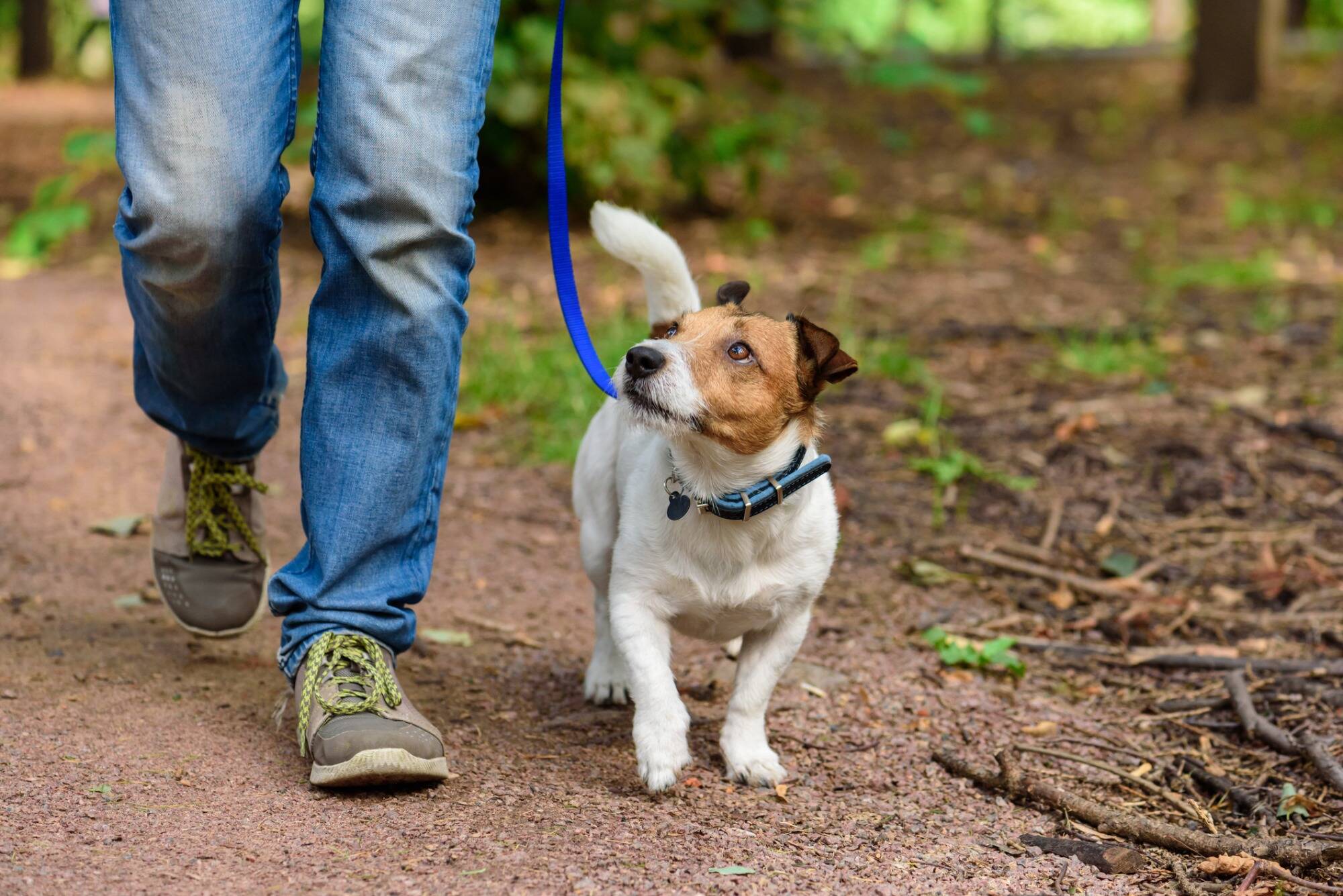 Après avoir été au contact d'un chien, elle se retrouve amputée de tous ses membres