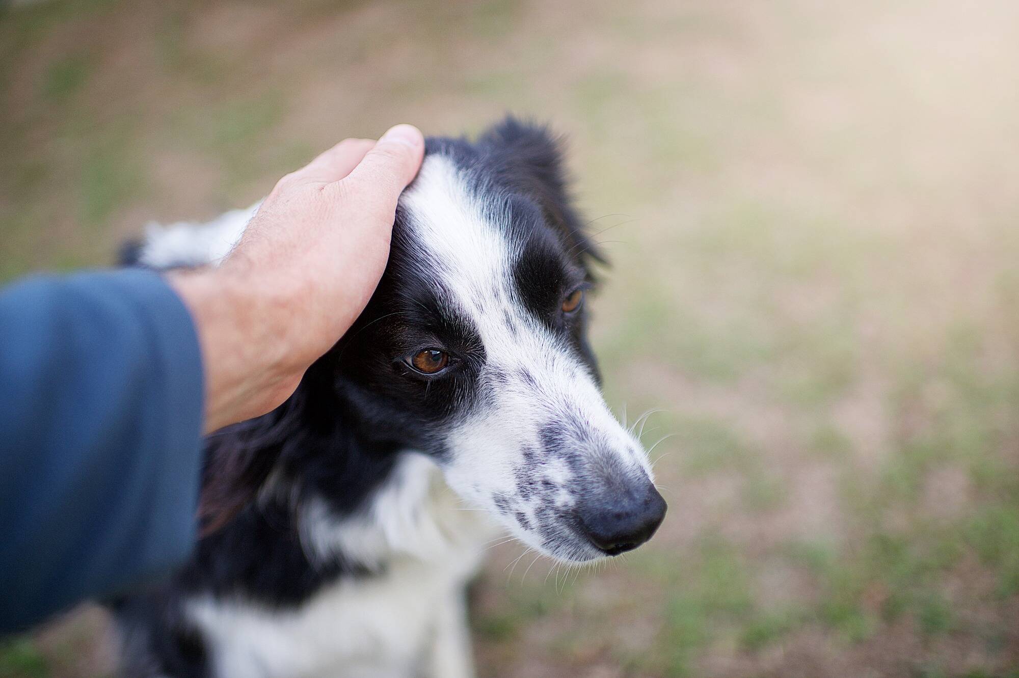 Un internaute réussit à sauver sa chienne grâce à l'utilisation de ChatGPT