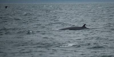 Seul pays avec la Norvège et le Japon, l'Islande autorise la chasse à la baleine jusqu'en 2029